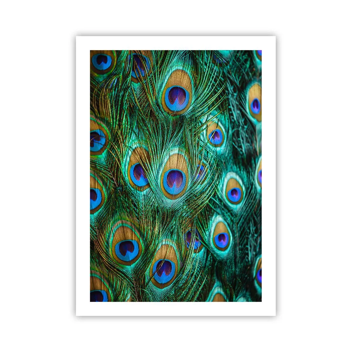 Plakát - Paví pohled - 50x70 cm