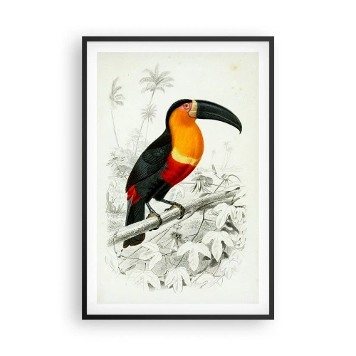 Plakát v černém rámu - Ptačí barvy - 61x91 cm
