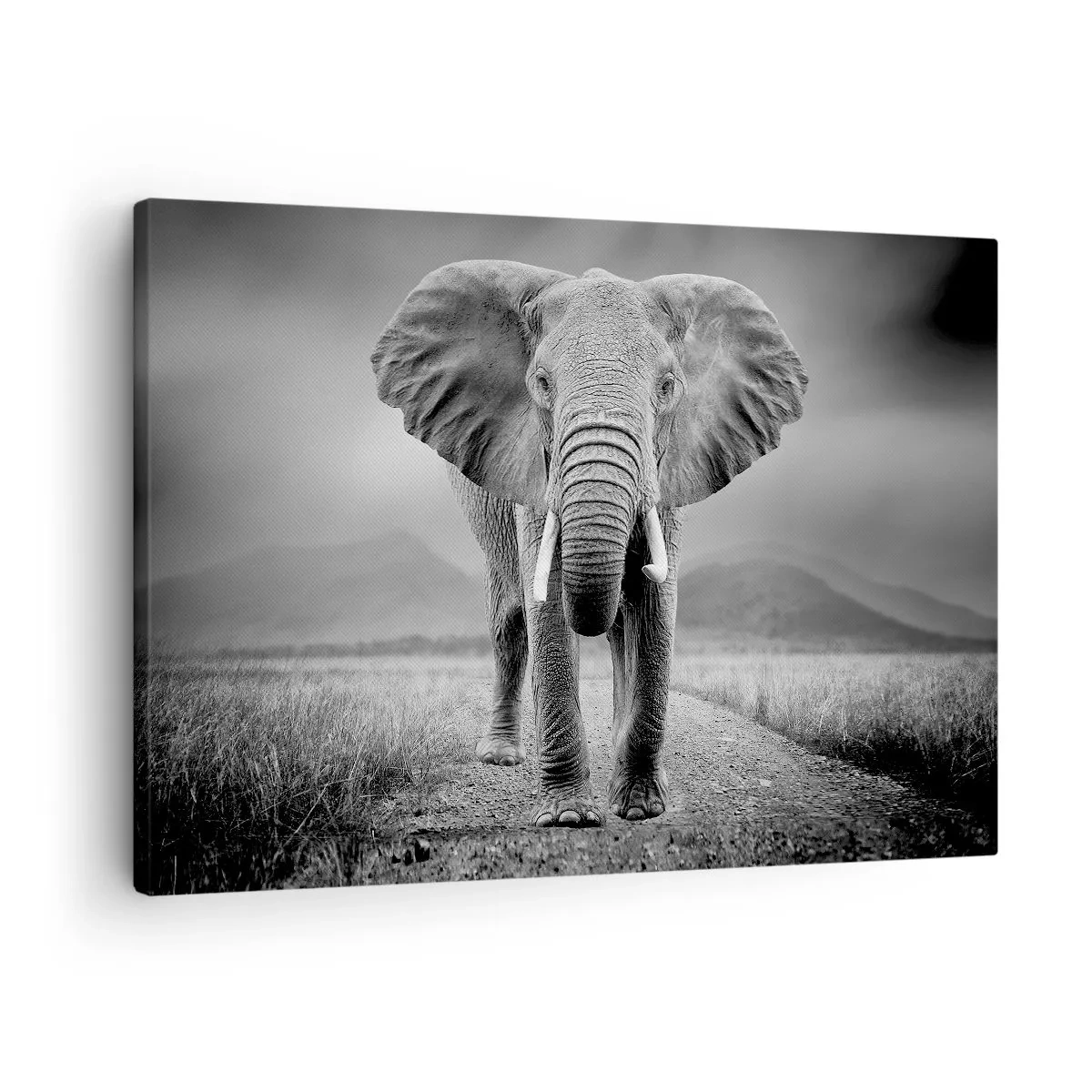 Obraz na plátně - Mocný slon na savaně v monochromatických tónech - 70x50cm - Hostitel vítá - Moderní nástěnná dekorace do obývacího pokoje a ložnice ARTTOR