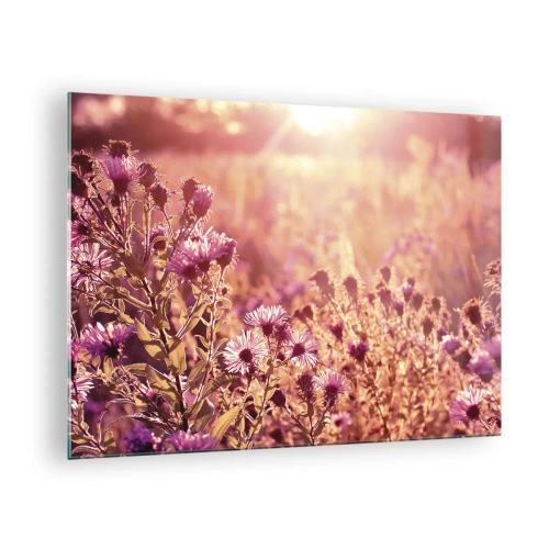 Obraz na skle - Fialové květy na louce ve světle zapadajícího slunce - 70x50cm - Než skončí léto - Moderní nástěnná dekorace do obývacího pokoje a ložnice ARTTOR