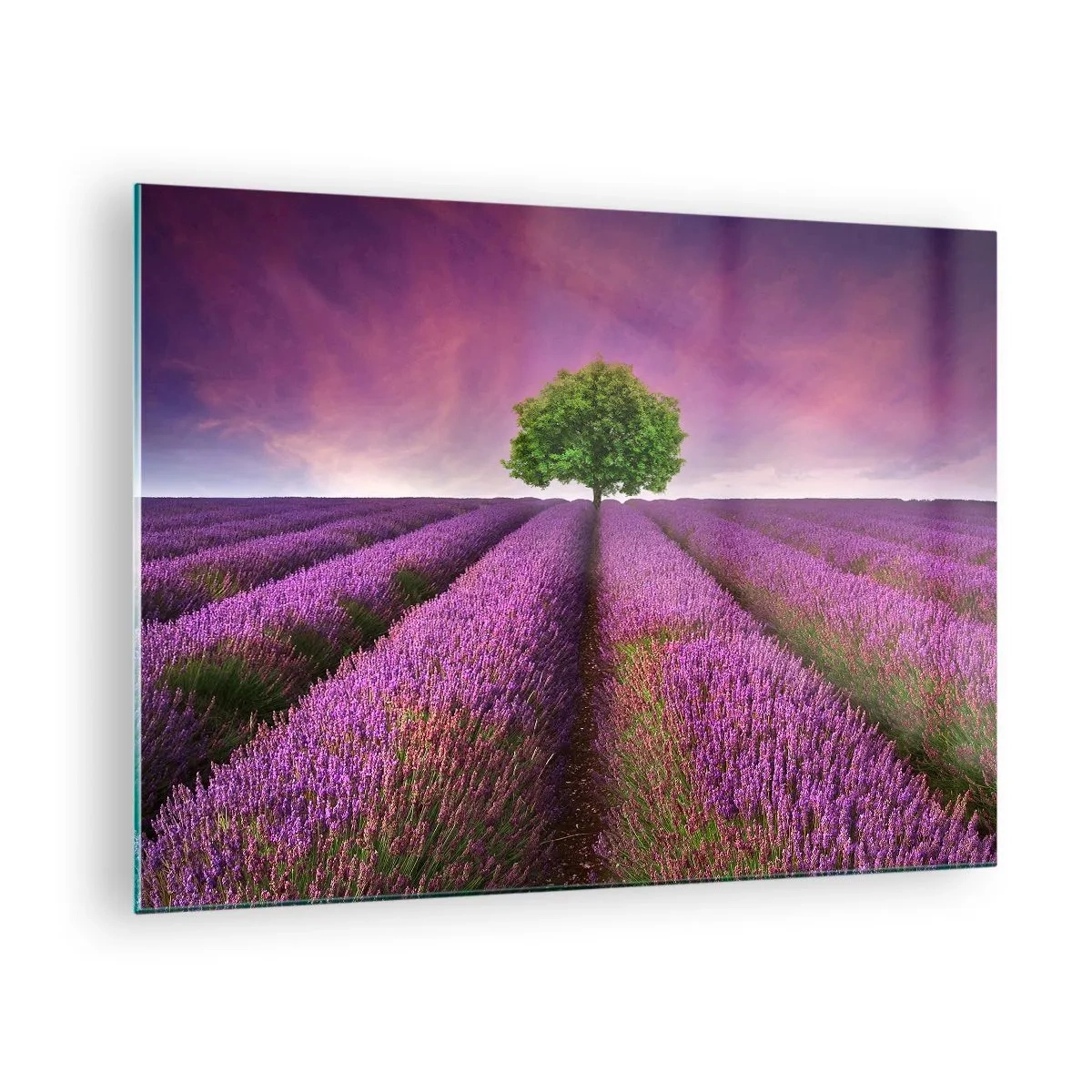 Obraz na skle - Levandulové pole s osamělým stromem proti obloze - 70x50cm - Na levandulových polích - Moderní nástěnná dekorace do obývacího pokoje a ložnice ARTTOR