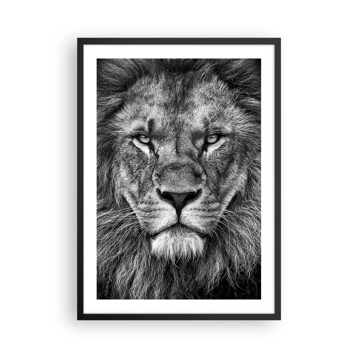 Plakát v černém rámu - Černobílý portrét majestátního lva - 50x70cm - V korunovačním oděvu - Moderní nástěnná dekorace do obývacího pokoje a ložnice ARTTOR