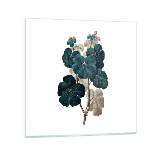 Obraz na skle - Ze starého herbáře - 60x60 cm
