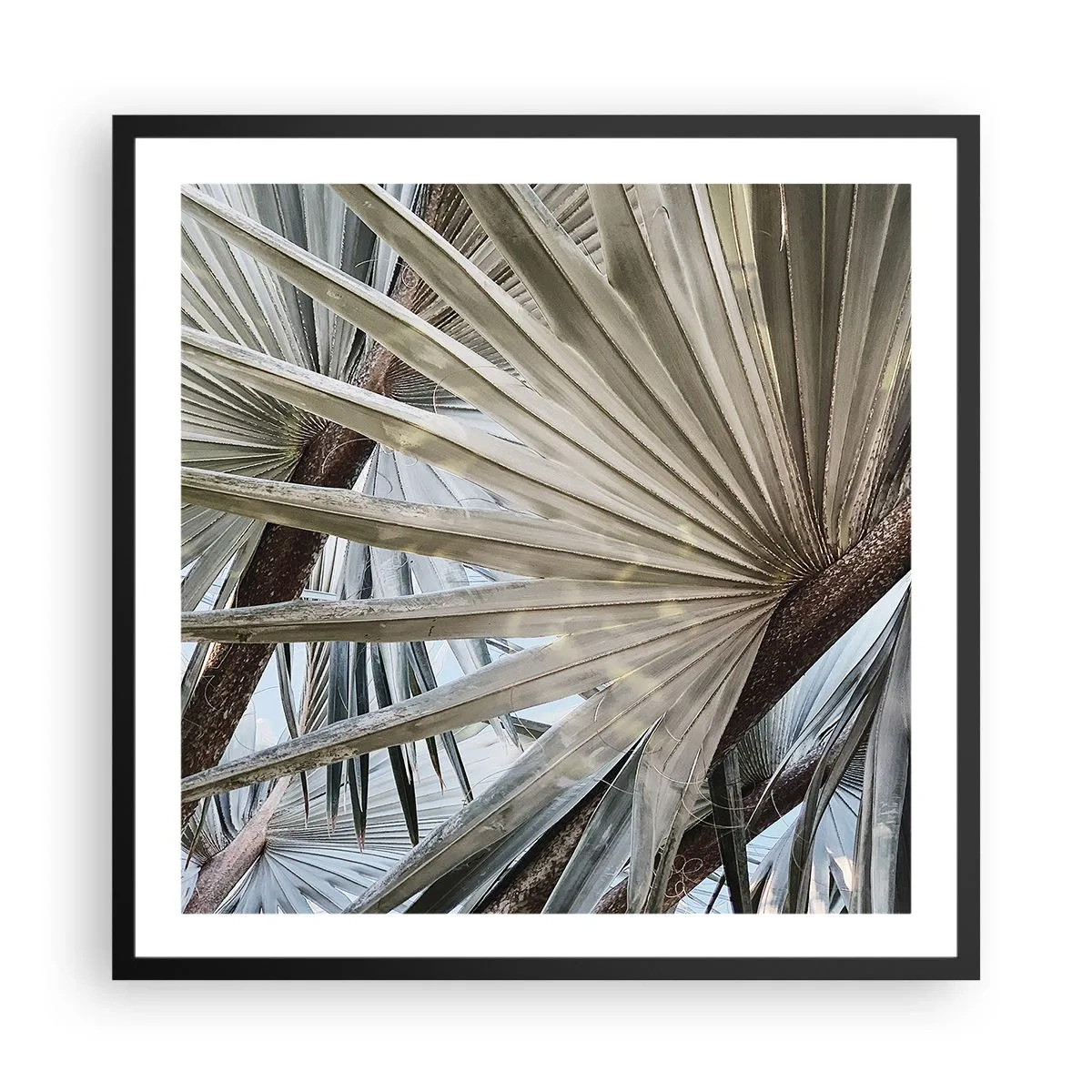Plakát v černém rámu - Vějíře v tropech - 60x60 cm