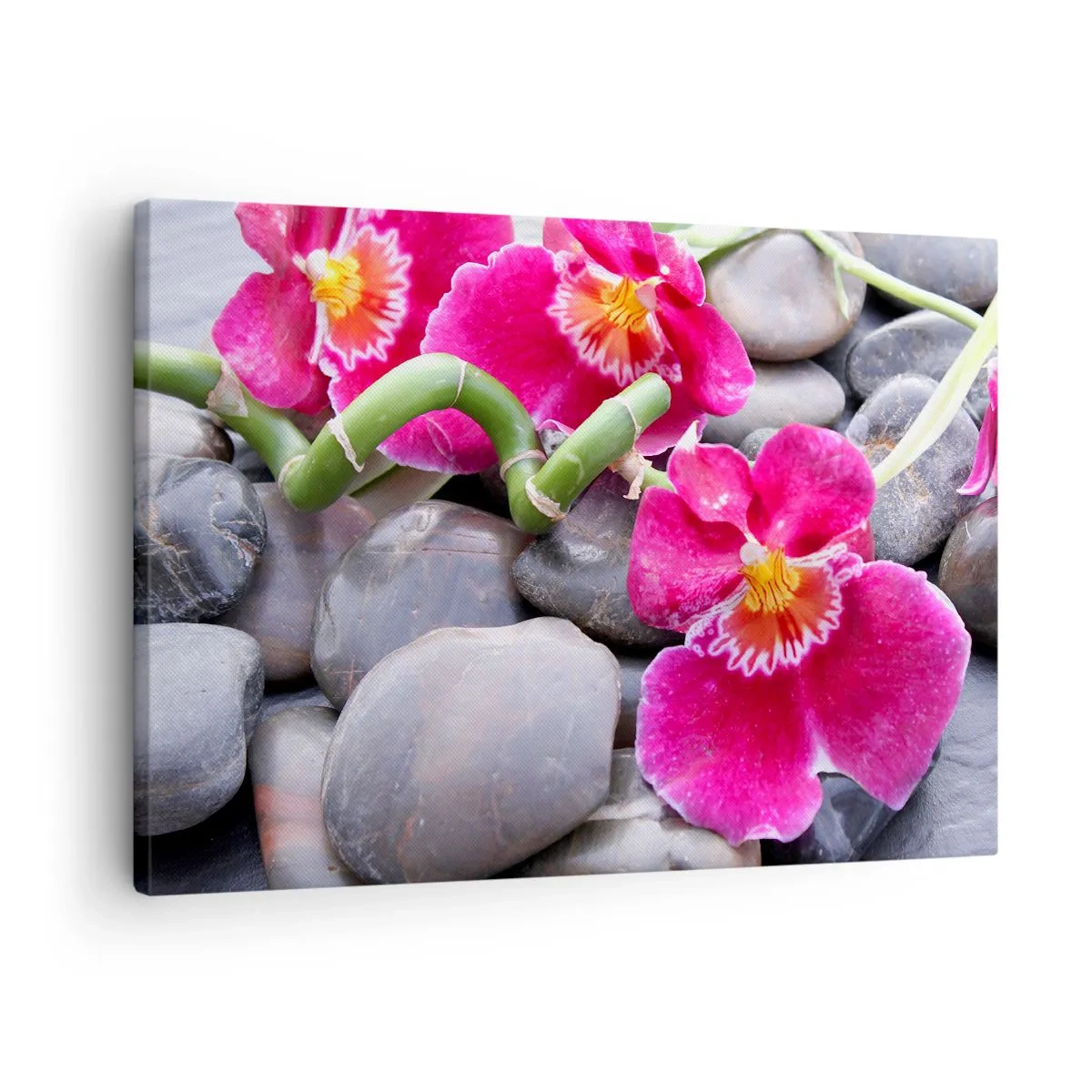 Obraz na plátně - Růžové orchideje na pozadí hladkých kamenů - 70x50cm - Chlad a žár - Moderní nástěnná dekorace do obývacího pokoje a ložnice ARTTOR