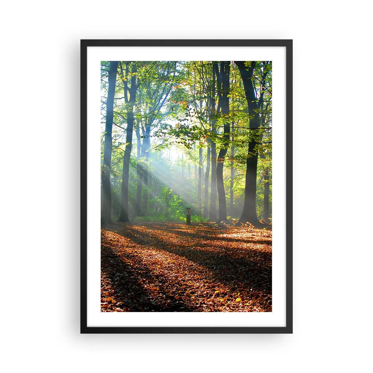 Plakát v černém rámu - Sluneční paprsky v podzimním lese - 50x70cm - Světla a stíny - Moderní nástěnná dekorace do obývacího pokoje a ložnice ARTTOR