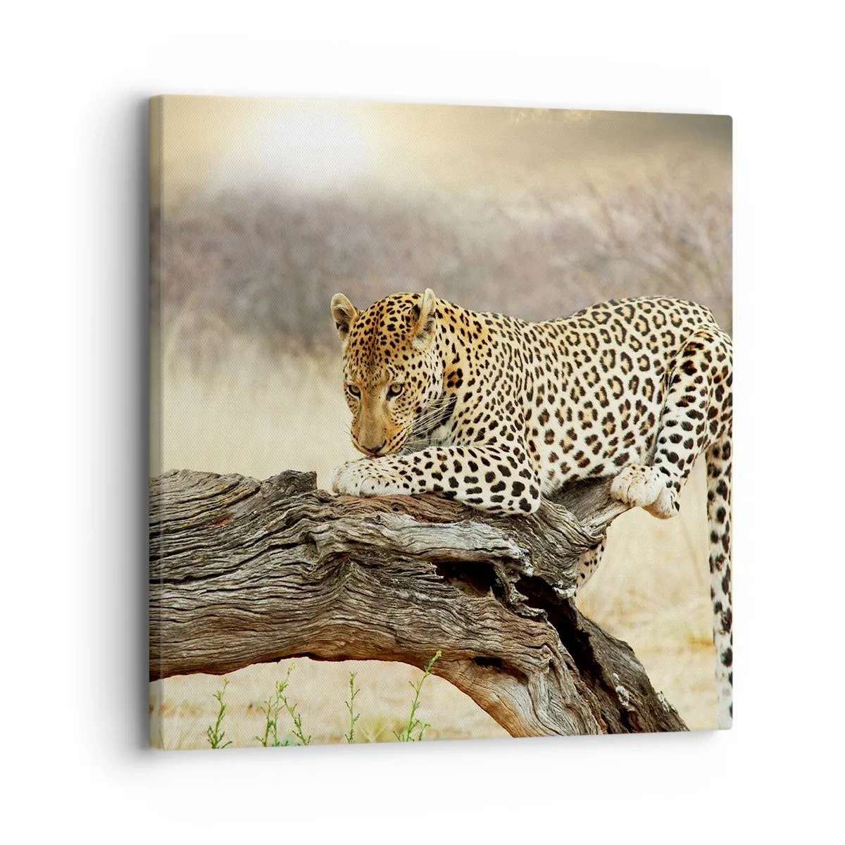 Obraz na plátně - Chodím vlastními cestami - 30x30 cm