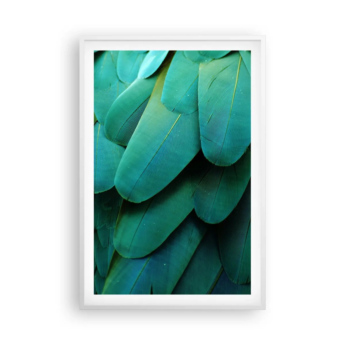 Plakát v bílém rámu - Přesnost papouščí povahy - 61x91 cm