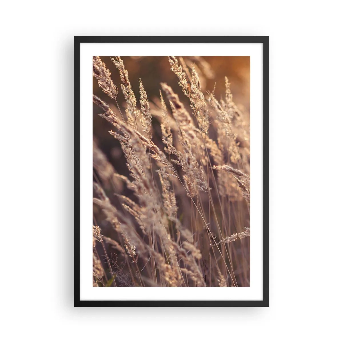 Plakát v černém rámu - Zlaté klasy trávy ozářené slunečními paprsky - 50x70cm - Připraveni přivítat podzim - Moderní nástěnná dekorace do obývacího pokoje a ložnice ARTTOR