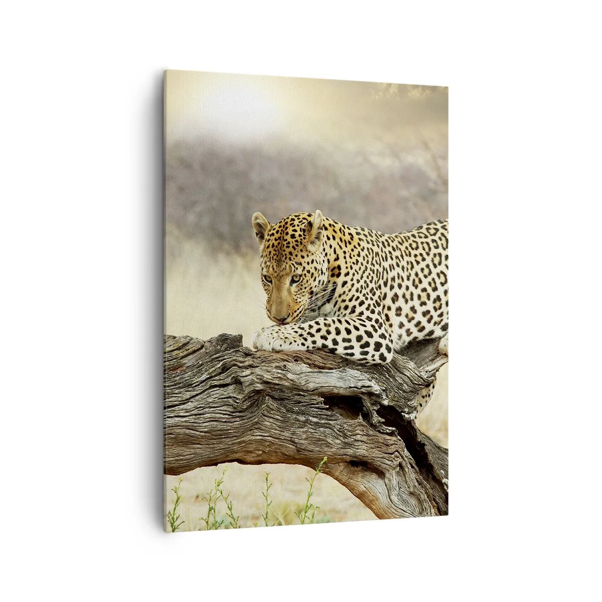 Obraz na plátně - Chodím vlastními cestami - 70x100 cm