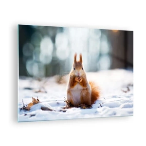 Obraz na skle - Veverka ve sněhu s ořechem v zimním lese - 70x50cm - Co se tak díváš? - Moderní nástěnná dekorace do obývacího pokoje a ložnice ARTTOR