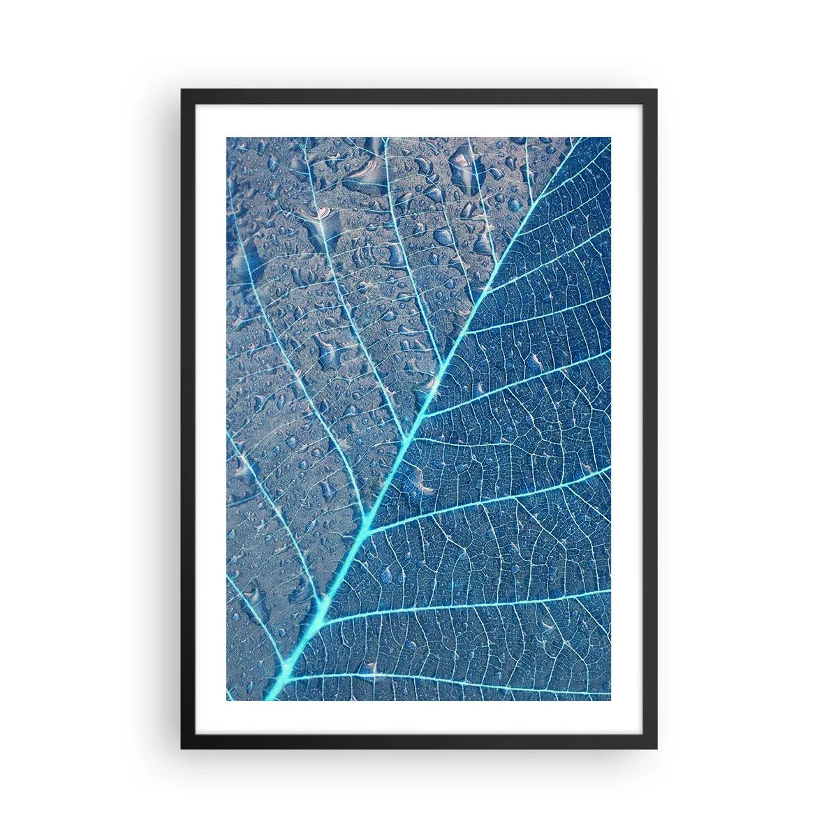 Plakát v černém rámu - Detail listu v odstínech modré - 50x70cm - Život v modři - Moderní nástěnná dekorace do obývacího pokoje a ložnice ARTTOR
