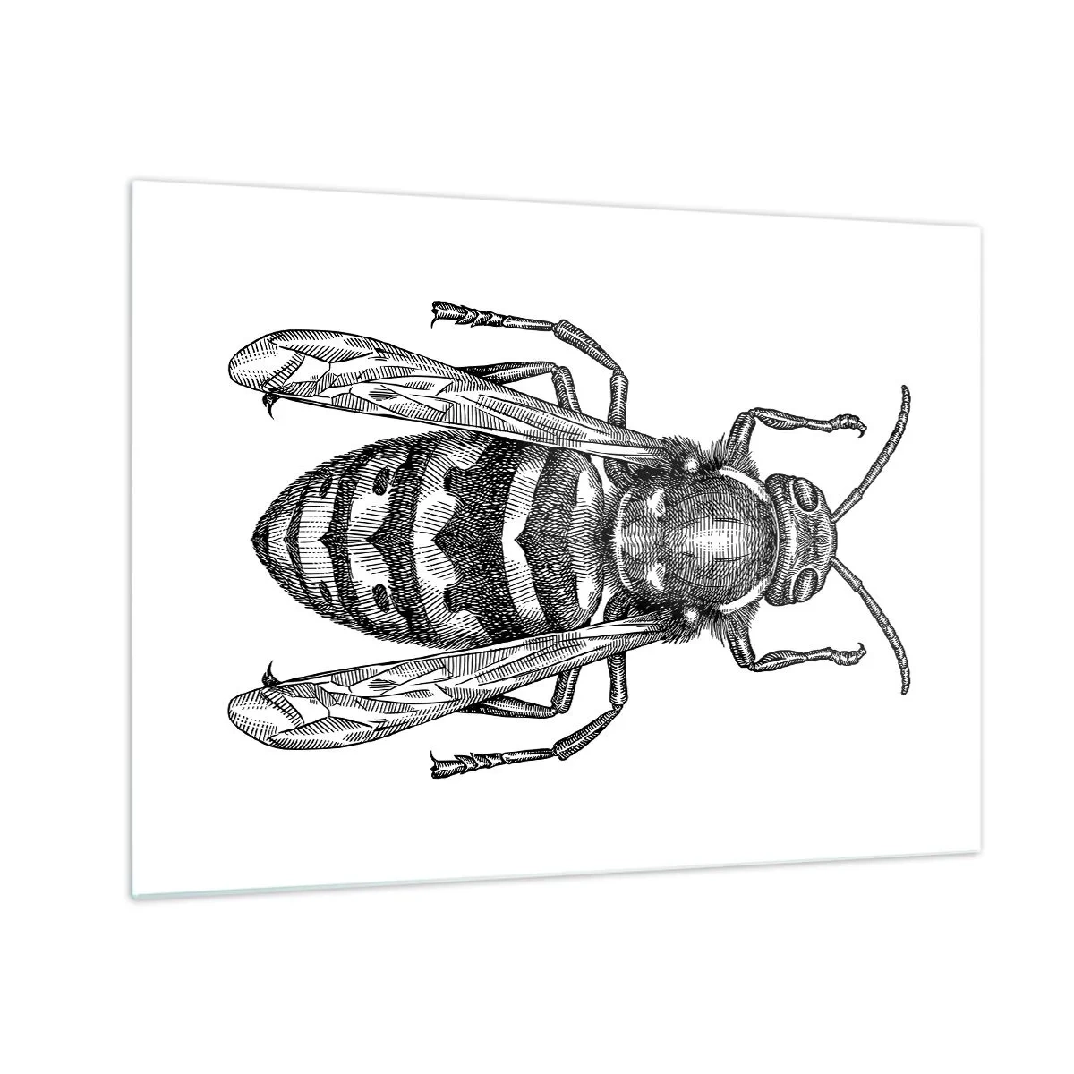 Obraz na skle - Černobílá retro ilustrace vosy na bílém pozadí - 70x50cm - Z hmyzí planety - Moderní nástěnná dekorace do obývacího pokoje a ložnice ARTTOR