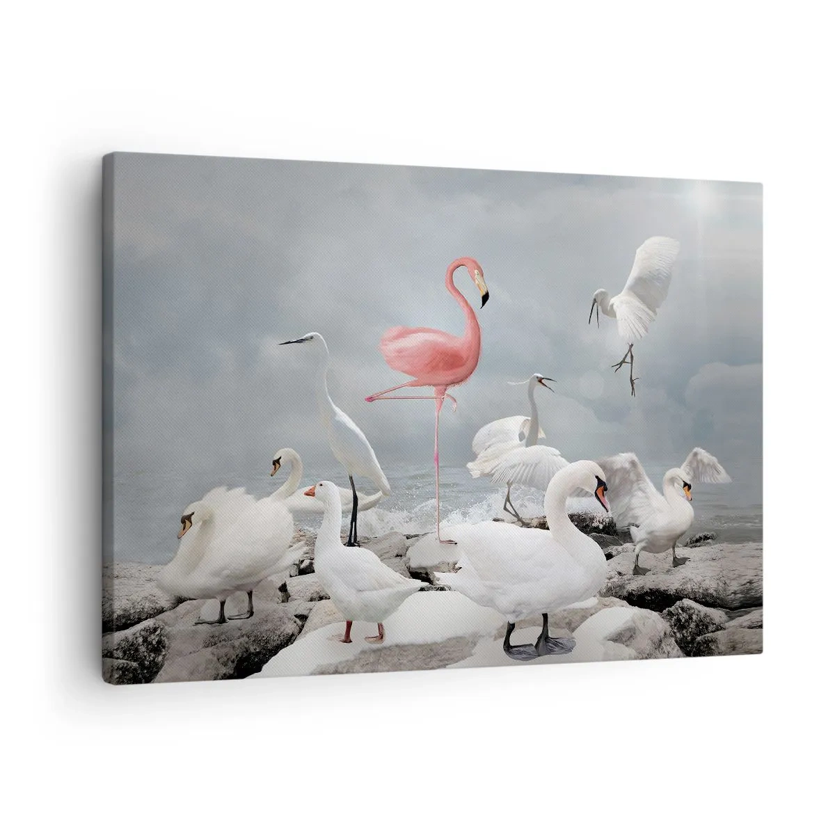Obraz na plátně - Růžový plameňák mezi bílými labutěmi na pozadí jezera - 70x50cm - Kde jsem se tu vzal? - Moderní nástěnná dekorace do obývacího pokoje a ložnice ARTTOR