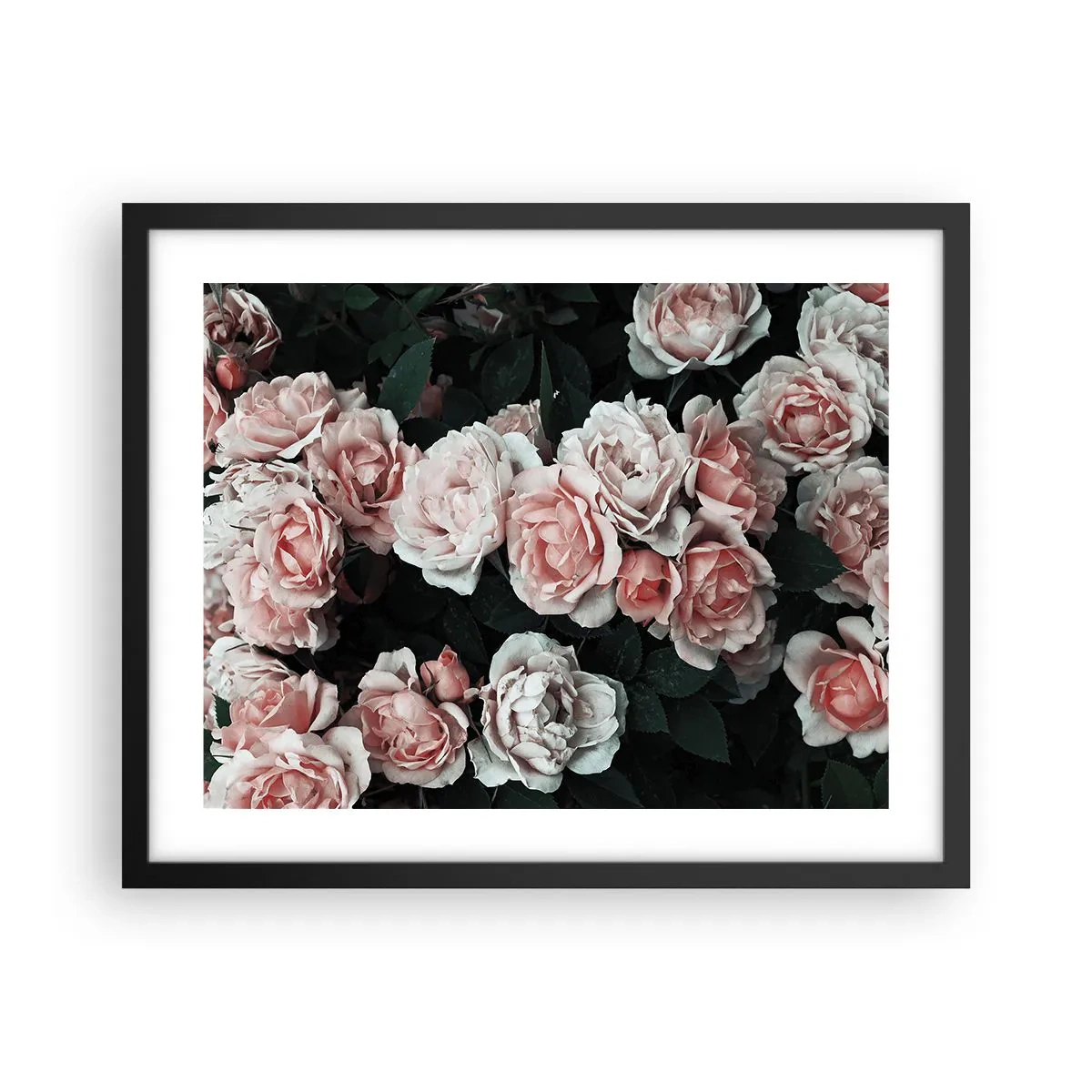 Plakát v černém rámu - Růžový ansámbl - 50x40 cm