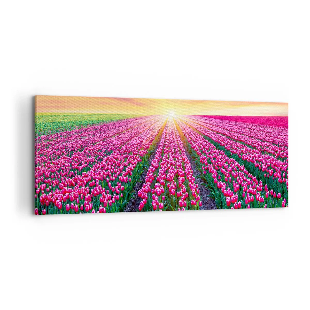 Obraz na plátně - Farma krásy - 100x40 cm