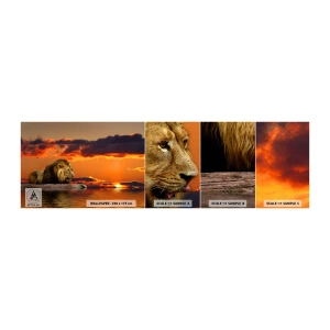 Vzor Fototapety Samolepicí Deluxe Sticker - Král přírody - Lev, Západ slunce, Zvířata - 100x30 cm