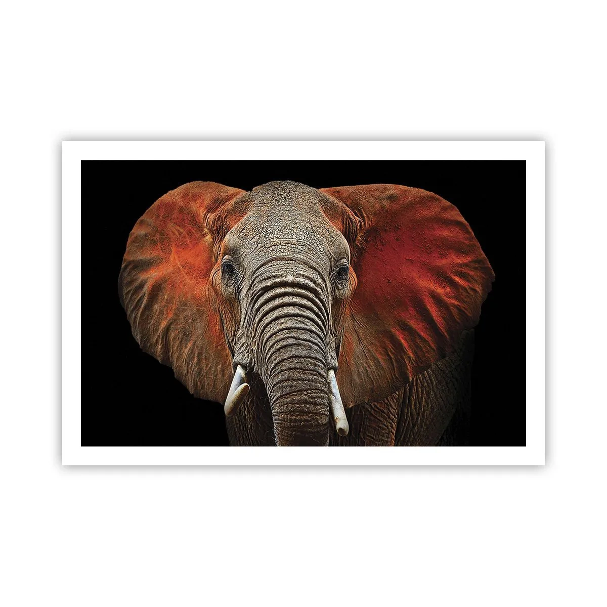 Plakát - Jsem divoký, a ty? - 91x61 cm