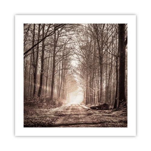 Plakát - Lesní katedrála - 50x50 cm