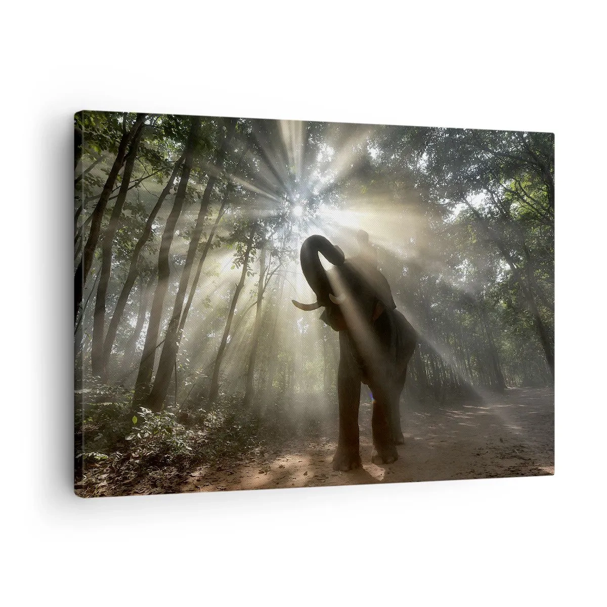 Obraz na plátně - Pod šťastnou hvězdou - 70x50 cm