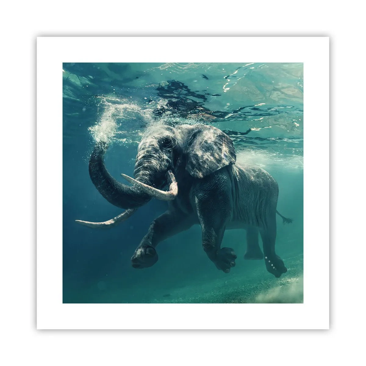 Plakát - Všichni rádi plavou - 40x40 cm