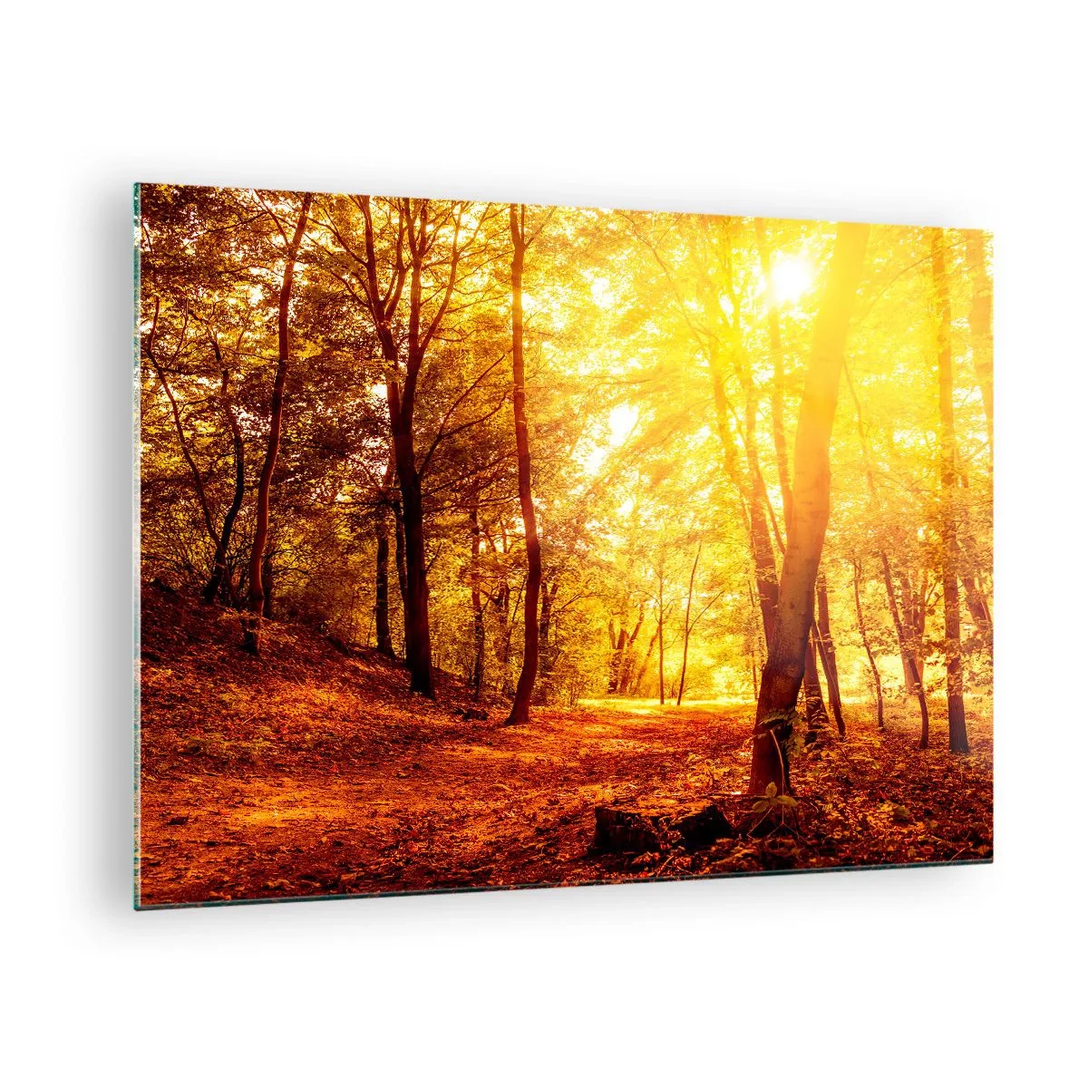 Obraz na skle - Podzimní les ozářený teplou září slunce - 70x50cm - Ke zlaté mýtině - Moderní nástěnná dekorace do obývacího pokoje a ložnice ARTTOR