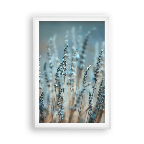 Plakát v bílém rámu - Voňavý lán - 61x91 cm