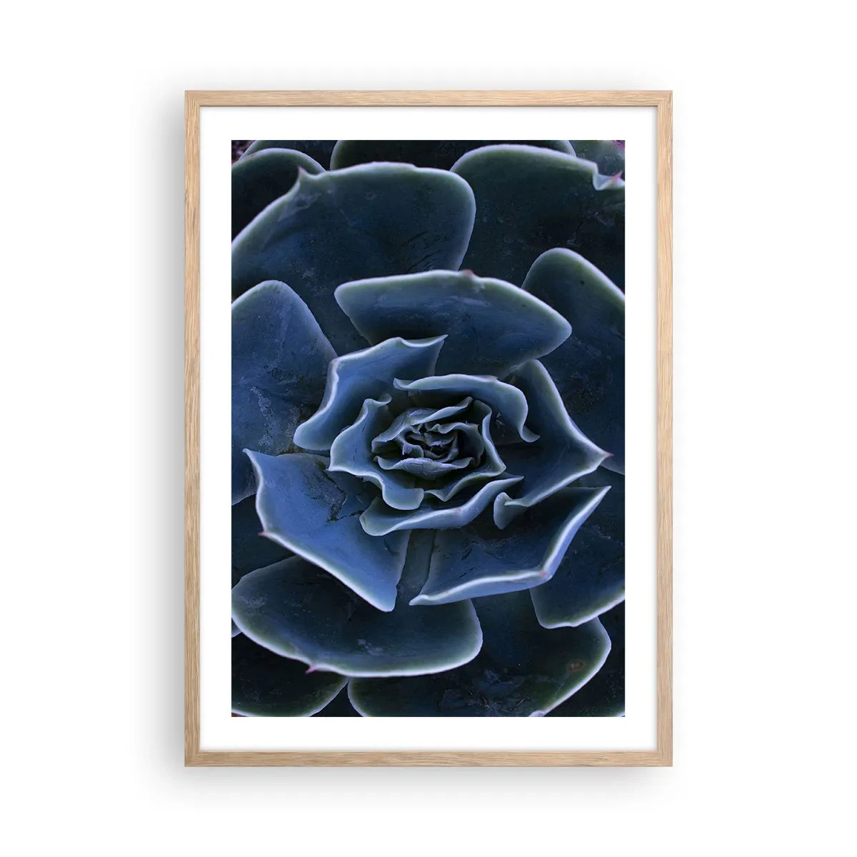 Plakát v rámu světlý dub - Pouštní květ - 50x70 cm