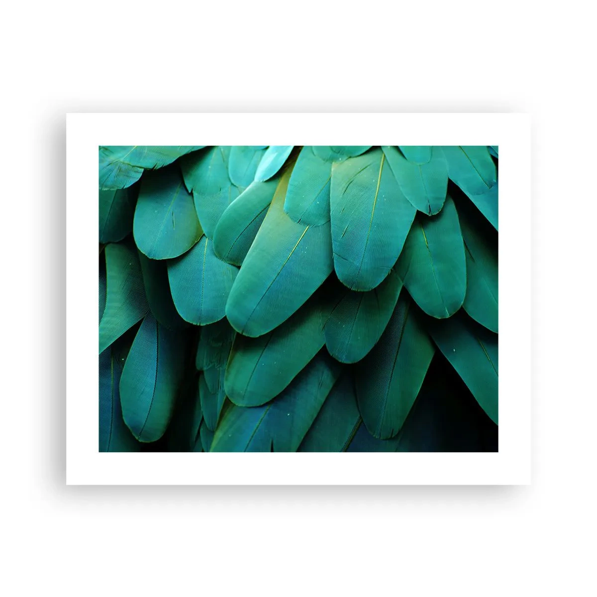 Plakát - Přesnost papouščí povahy - 50x40 cm