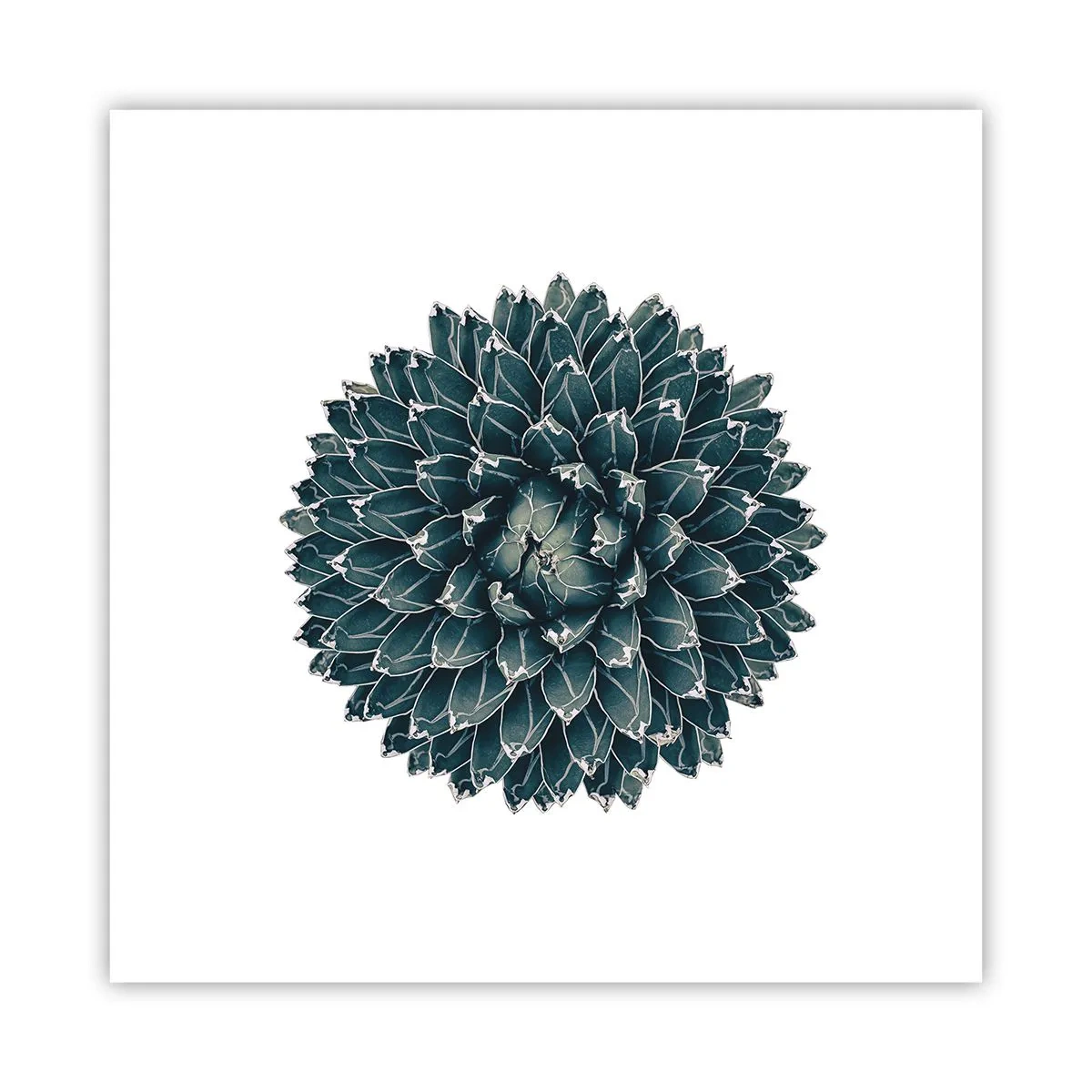 Plakát - Hvězda pouště - 30x30 cm