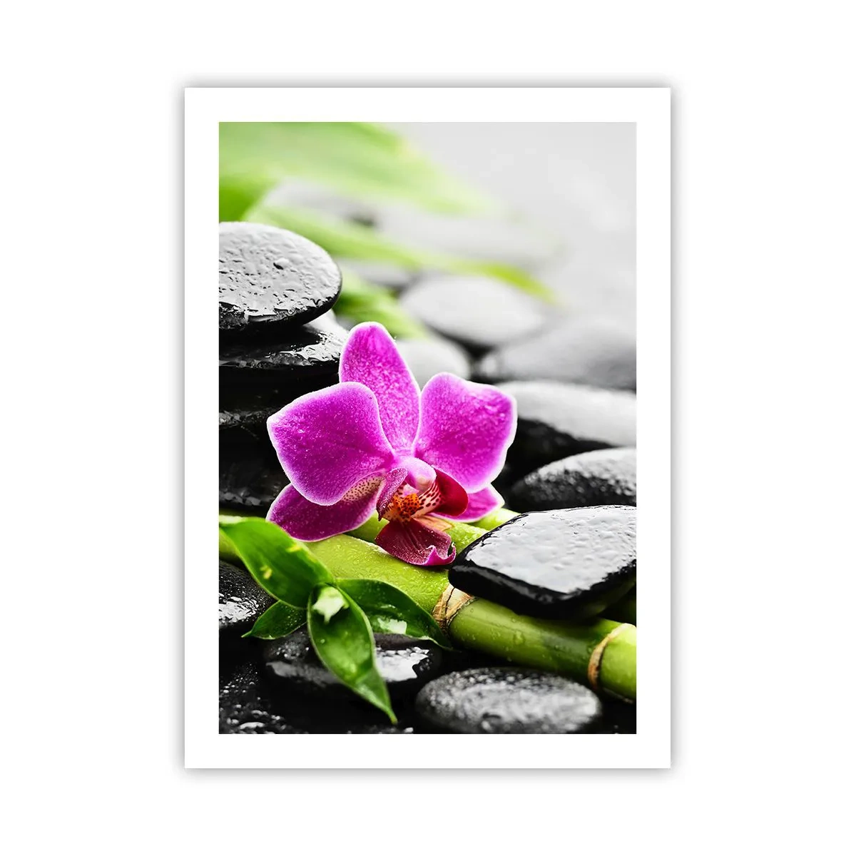 Plakát - V klidné rovnováze - 50x70 cm