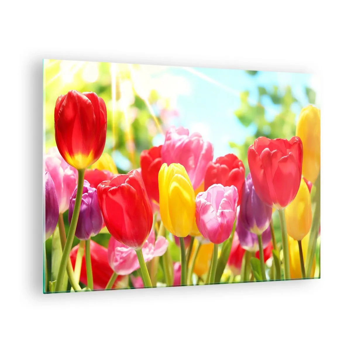 Obraz na skle - Barevné tulipány ve světle jarního slunce - 70x50cm - To jsme my, barvy května! - Moderní nástěnná dekorace do obývacího pokoje a ložnice ARTTOR