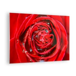 Obraz na skle - Detailní záběr na rudou růži s kapkami rosy - 70x50cm - V kapkách rosy - Moderní nástěnná dekorace do obývacího pokoje a ložnice ARTTOR