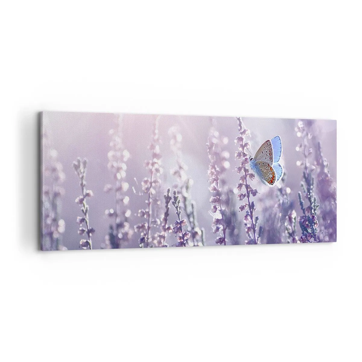 Obraz na plátně - Polibek motýla - 100x40 cm