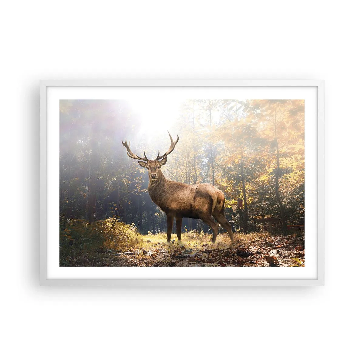 Plakát v bílém rámu - Plné důstojnosti - 70x50 cm