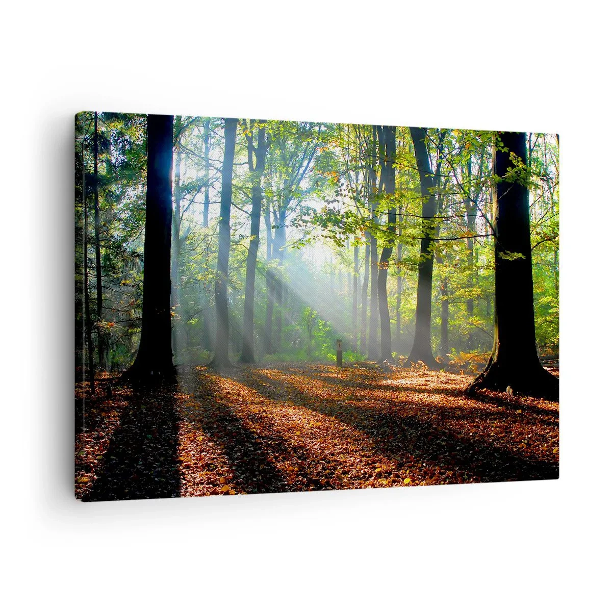 Obraz na plátně - Lesní mýtina ozářená slunečními paprsky - 70x50cm - Světla a stíny - Moderní nástěnná dekorace do obývacího pokoje a ložnice ARTTOR