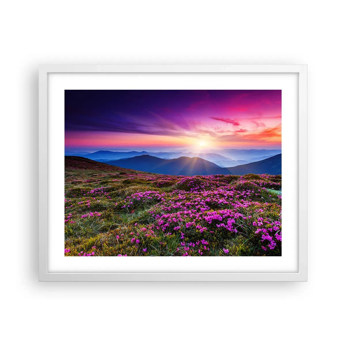 Plakát v bílém rámu - Zavoněly svěží pupeny bylinek z obilných polí - 50x40 cm