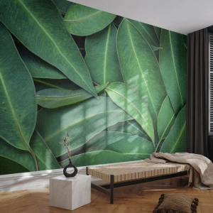 Fototapeta Premium Sand - Šťavnaté a svěží - Listy, Eukalyptus, Příroda - 500x350 cm