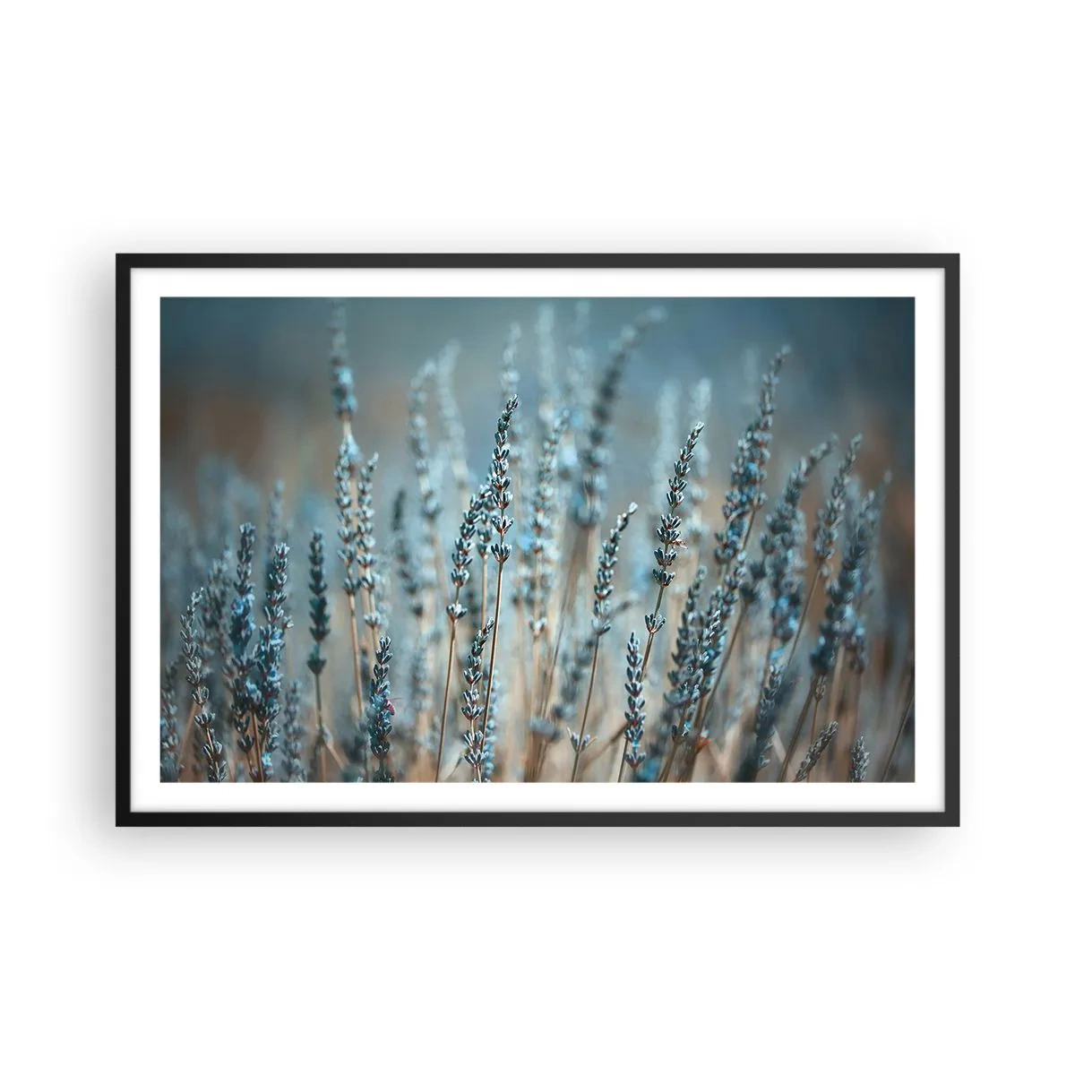 Plakát v černém rámu - Voňavý lán - 91x61 cm