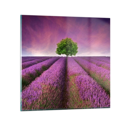 Obraz na skle - Na levandulových polích - 30x30 cm