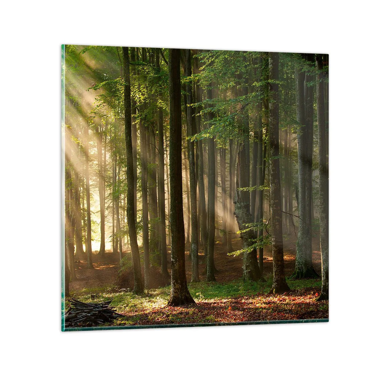 Obraz na skle - Rozzářený v jarním ránu - 30x30 cm