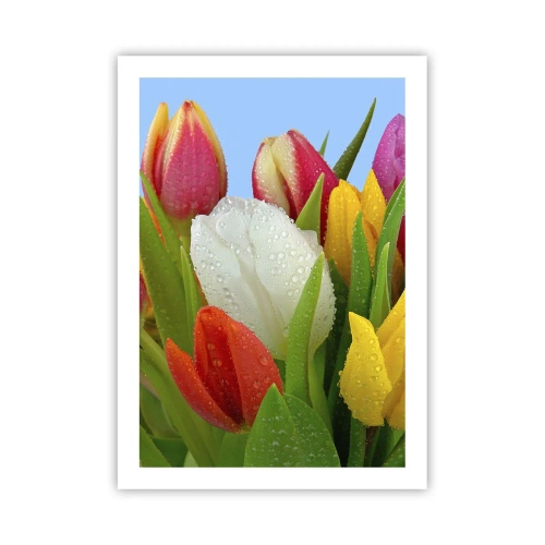 Plakát - Květinová duha v kapkách rosy - 50x70 cm