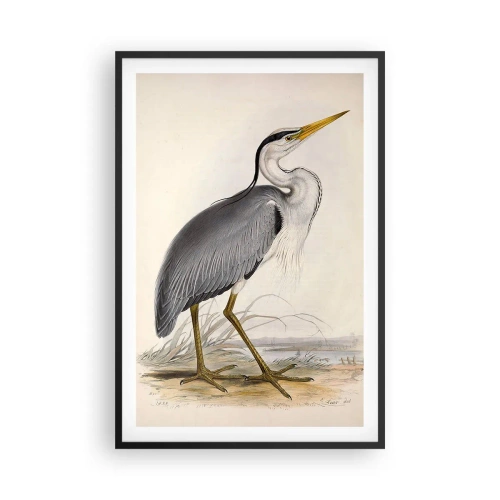 Plakát v černém rámu - Půvab volavky - 61x91 cm