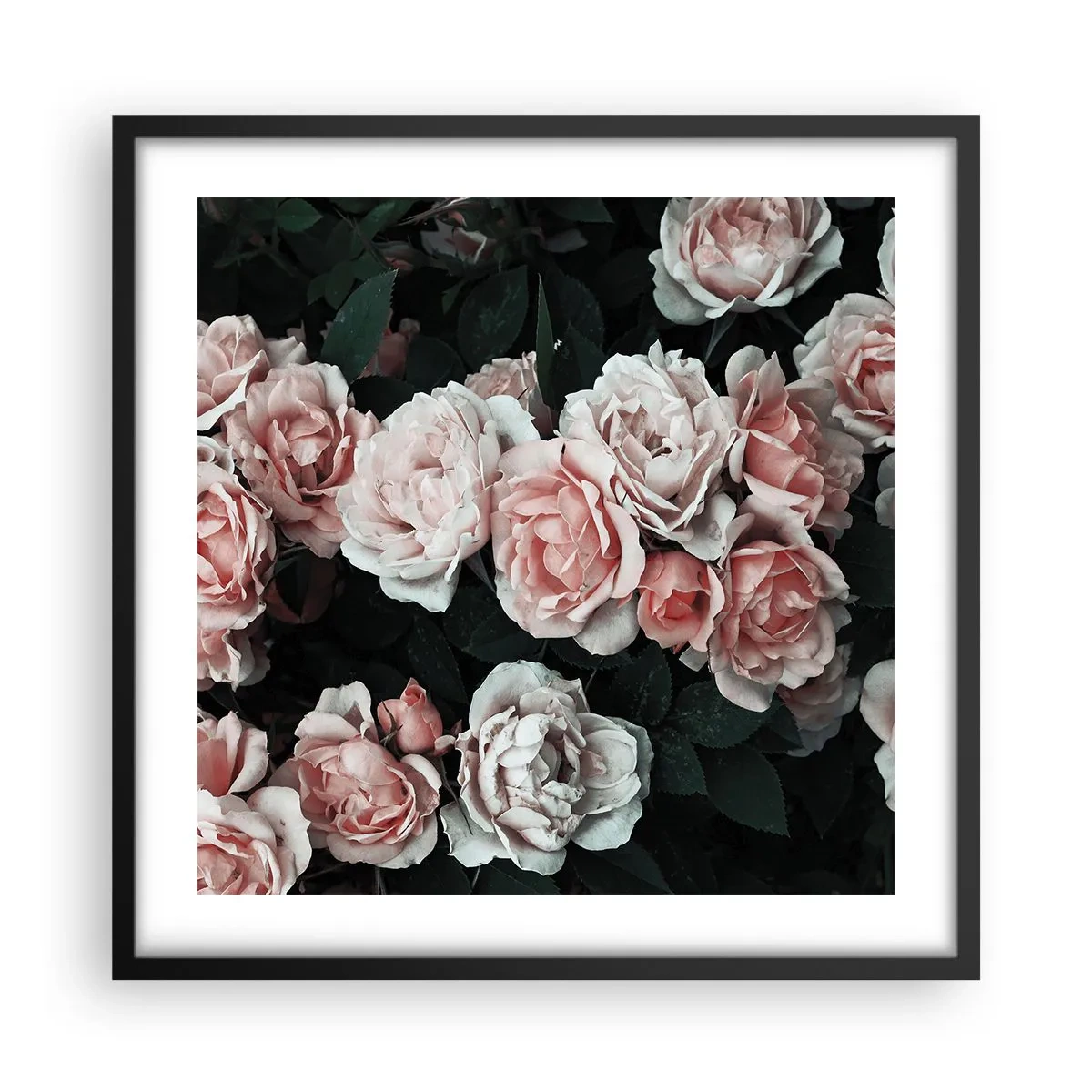 Plakát v černém rámu - Růžový ansámbl - 50x50 cm