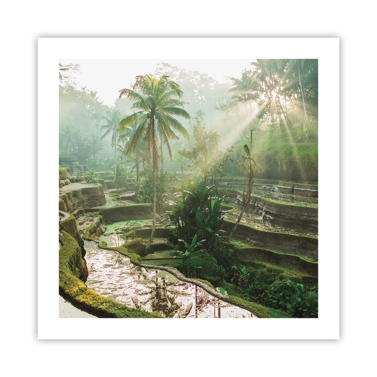 Plakát - Vyrůstát na slunci - 50x50 cm