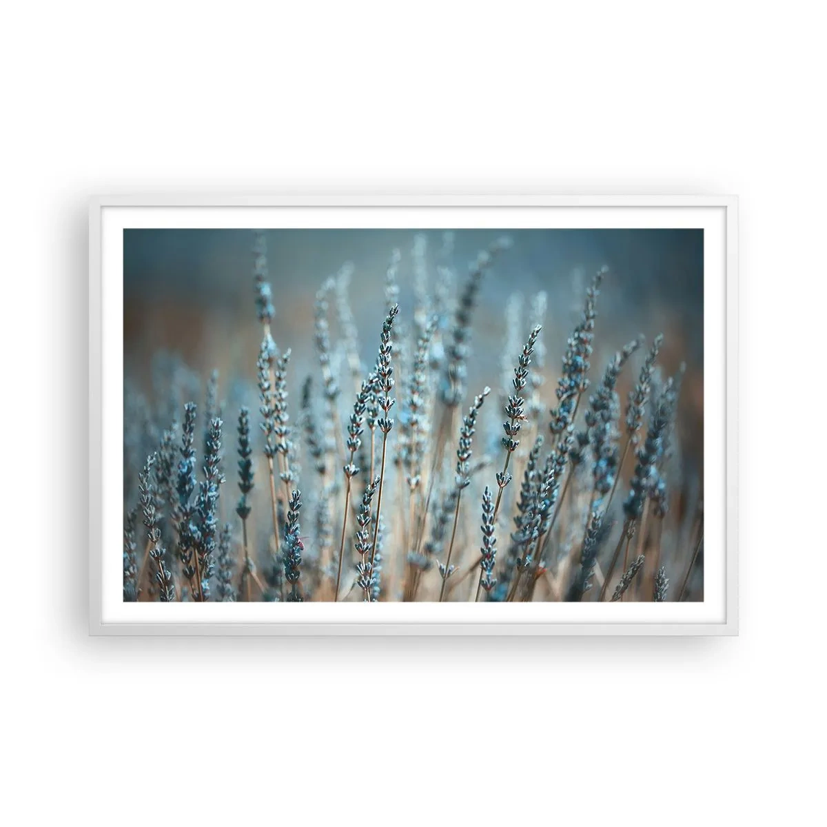 Plakát v bílém rámu - Voňavý lán - 91x61 cm