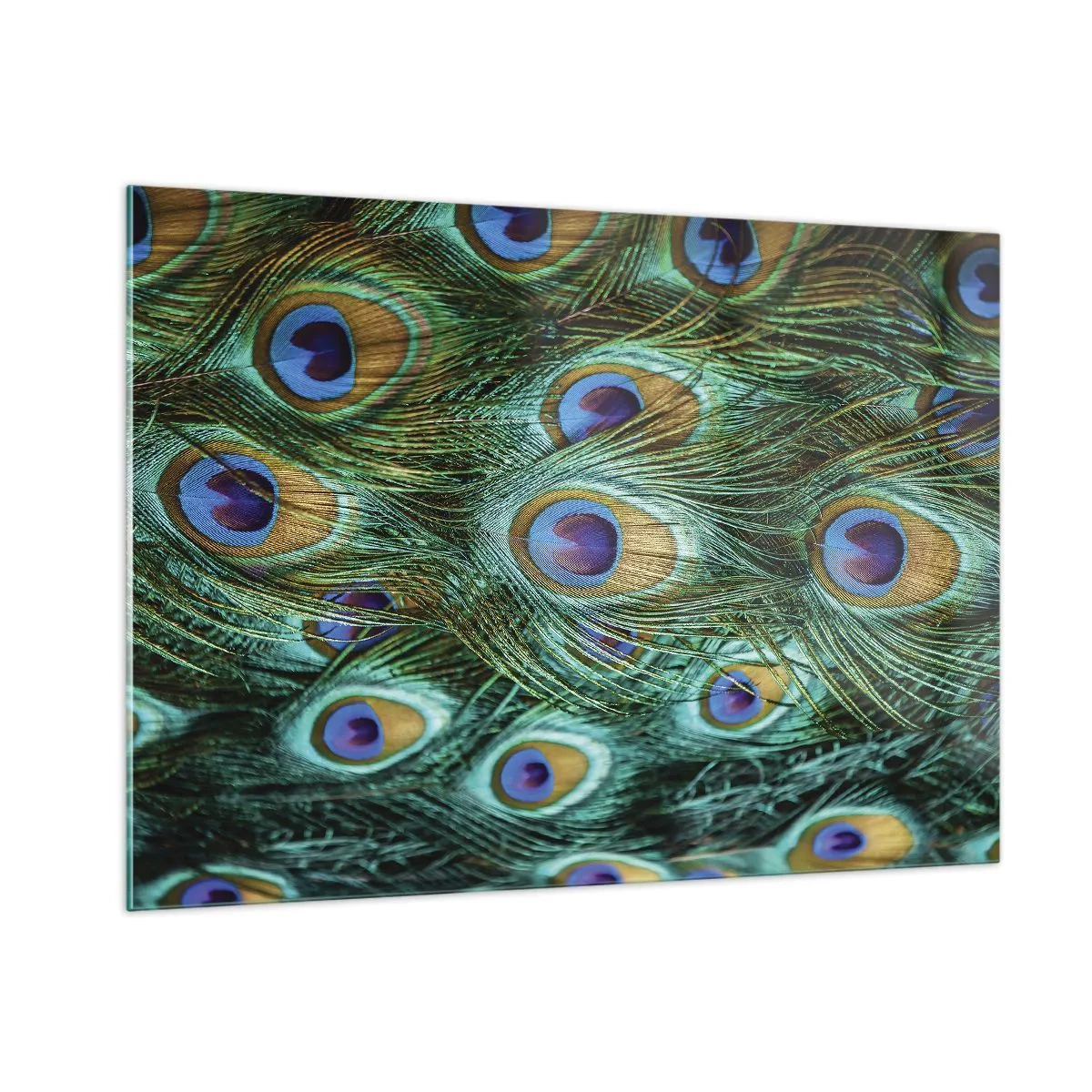 Obraz na skle - Paví pohled - 100x70 cm