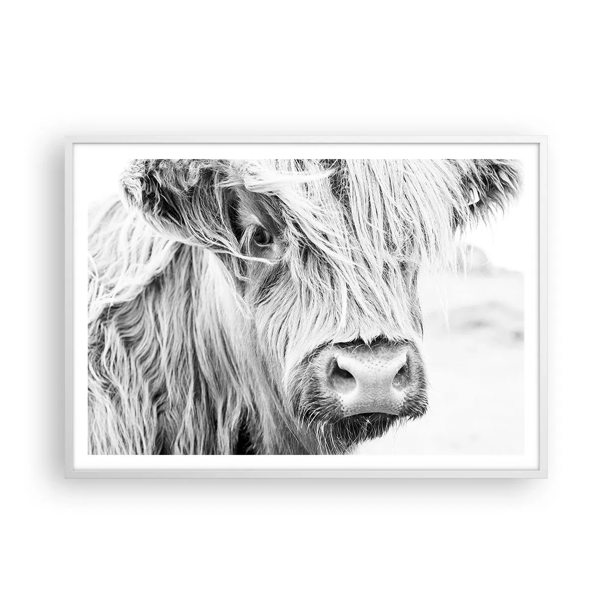 Plakát v bílém rámu - Skotská divokost - 100x70 cm