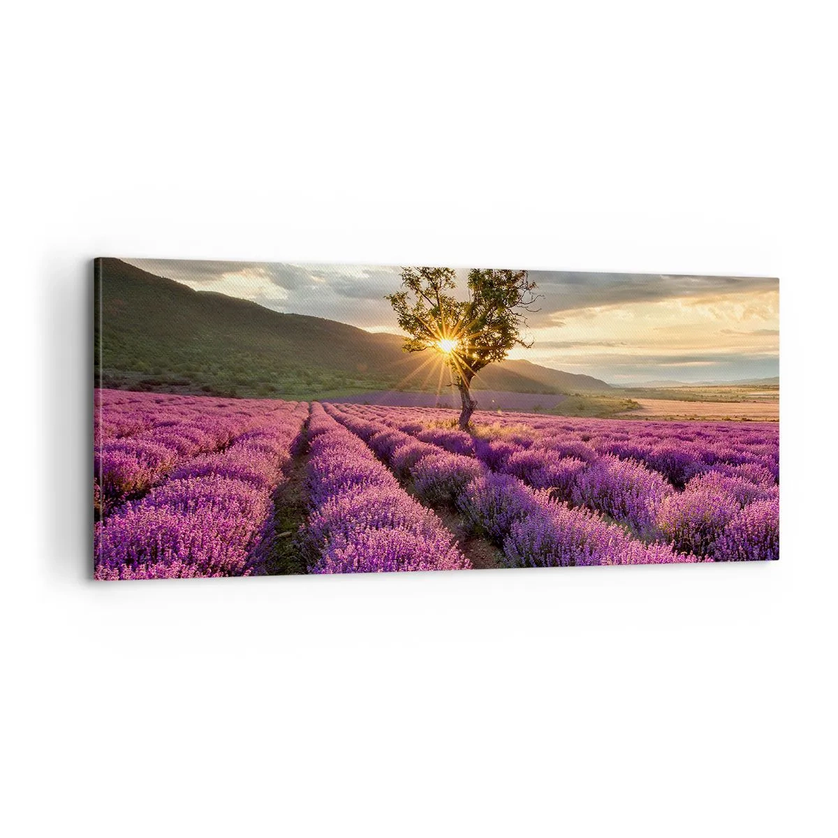 Obraz na plátně - Aroma v barvě lila - 100x40 cm