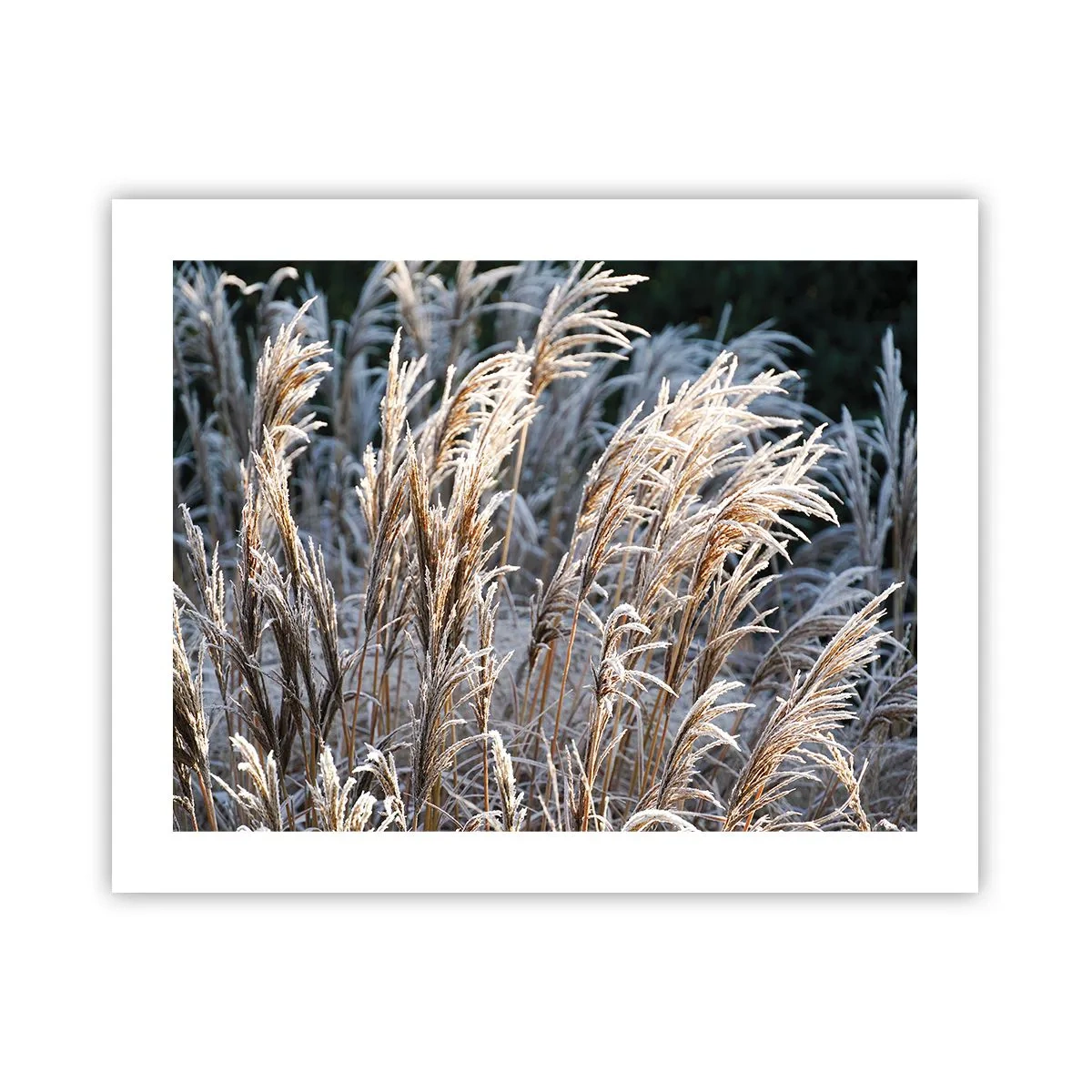 Plakát - Mrazem pokryté - 50x40 cm